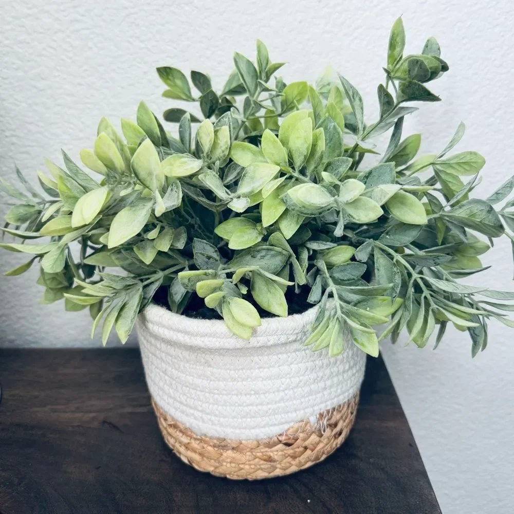 Modern Organic Potted Greenery Plant in Woven Basket